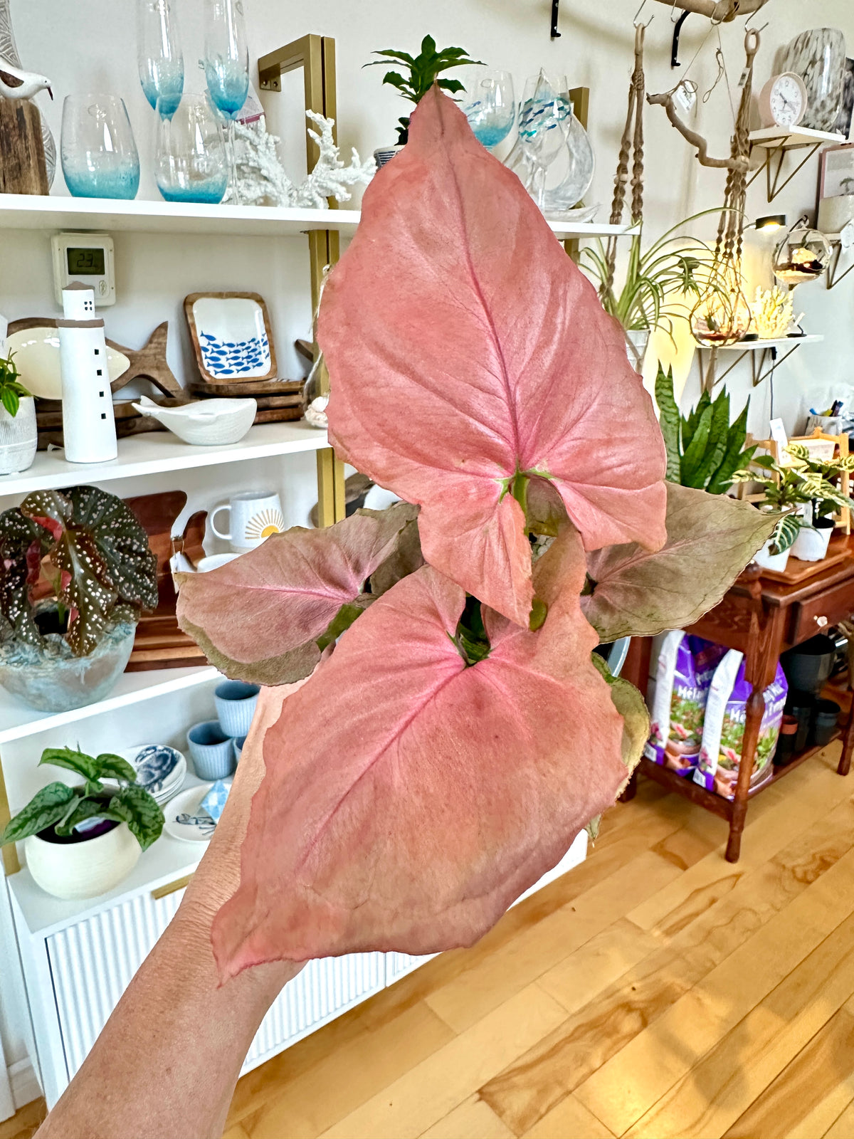 Syngonium podophyllum | 'Pink Perfection'