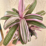 tradescantia spathacea tricolor