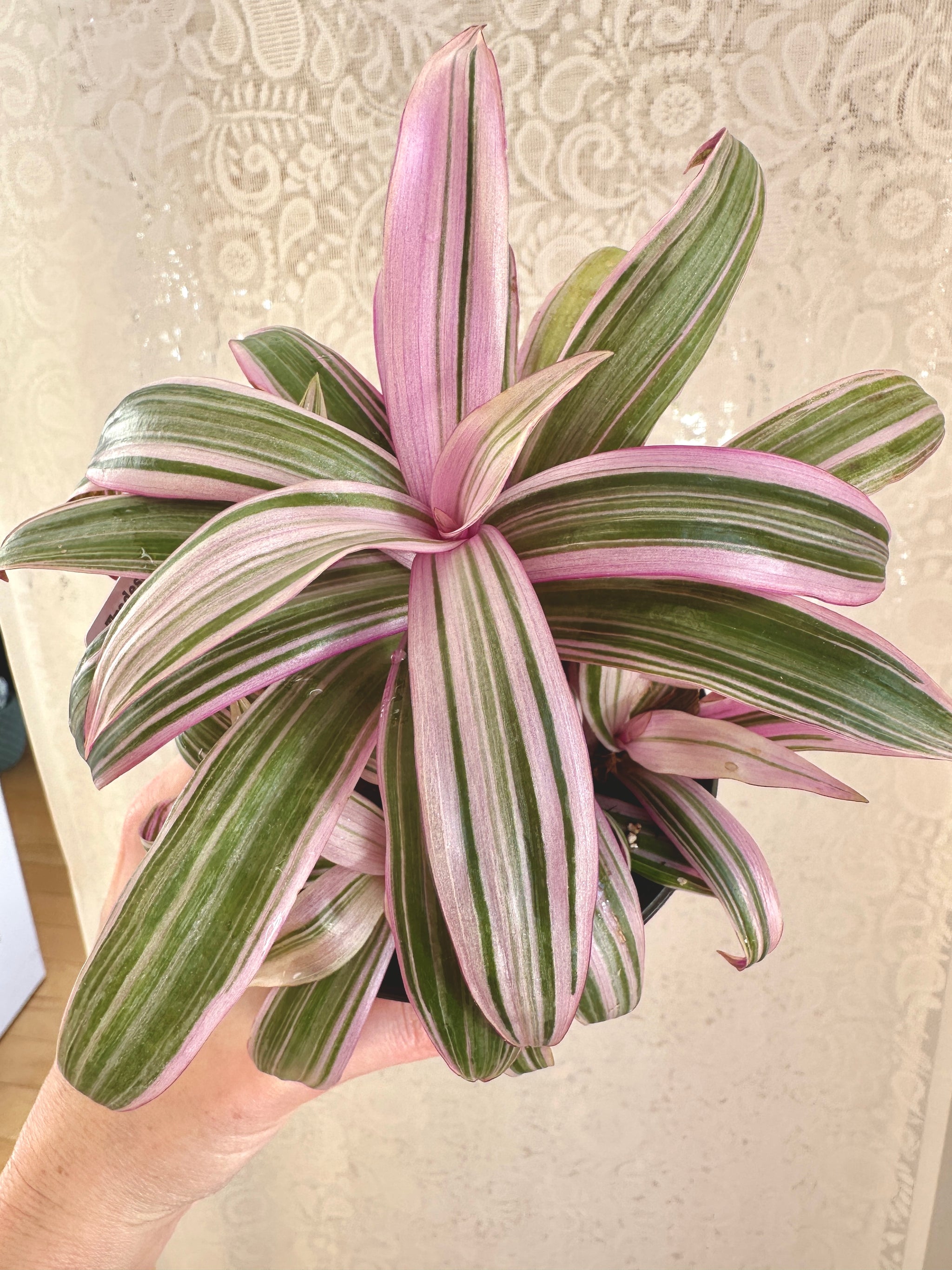 tradescantia spathacea tricolor