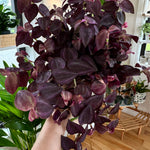 tradescantia zebrina deep purple