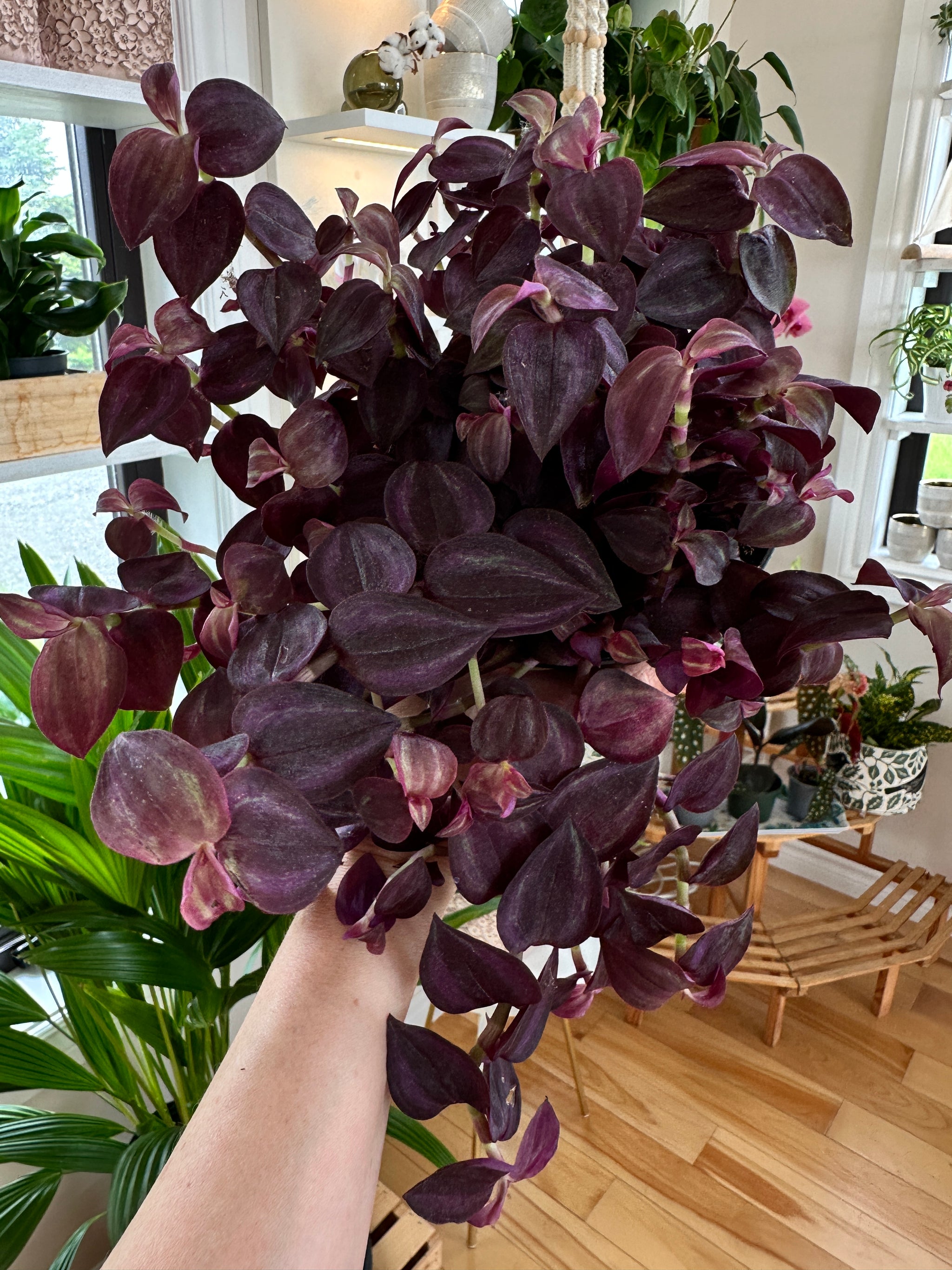tradescantia zebrina deep purple