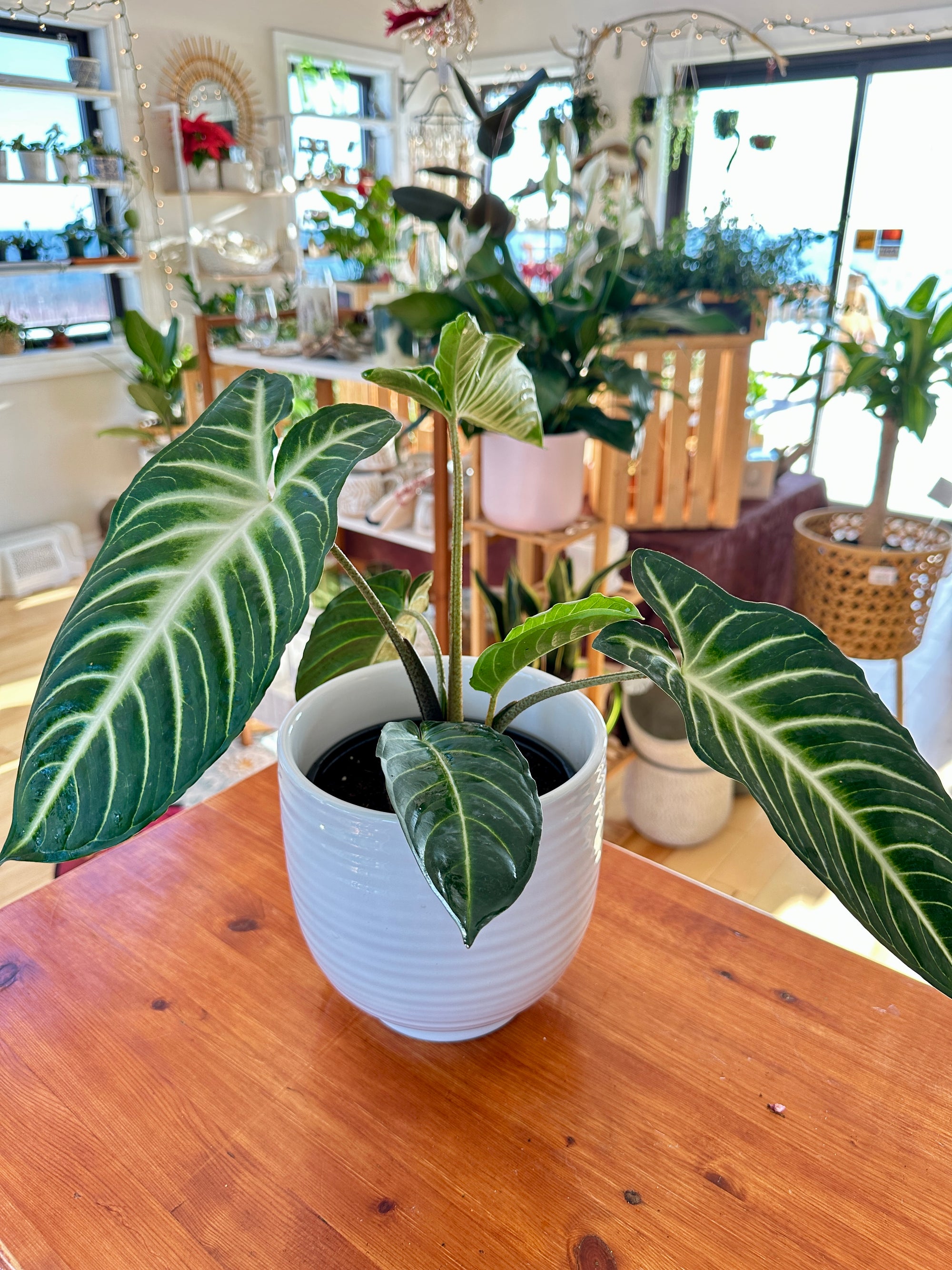 Xanthosoma lindenii Magnificum