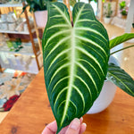 Xanthosoma lindenii Magnificum