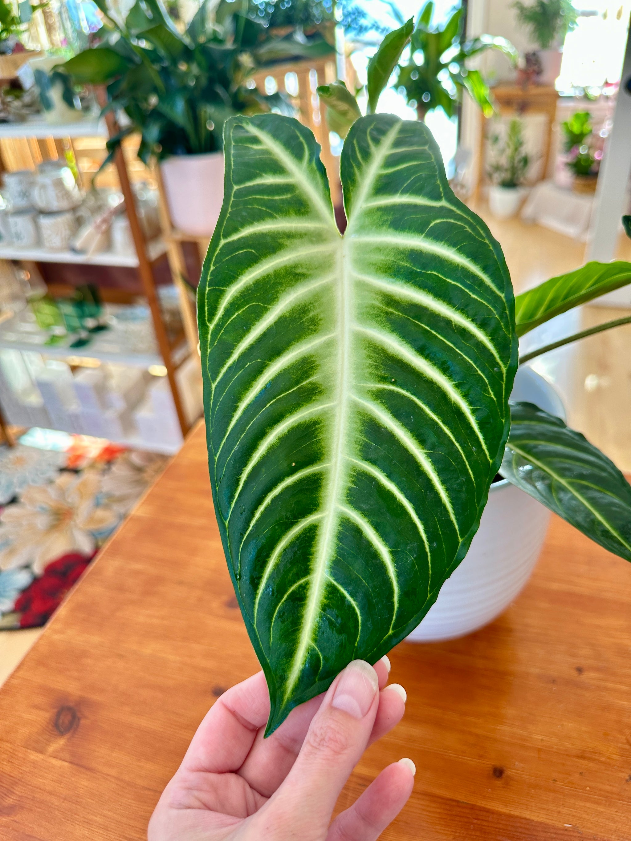 Xanthosoma lindenii Magnificum