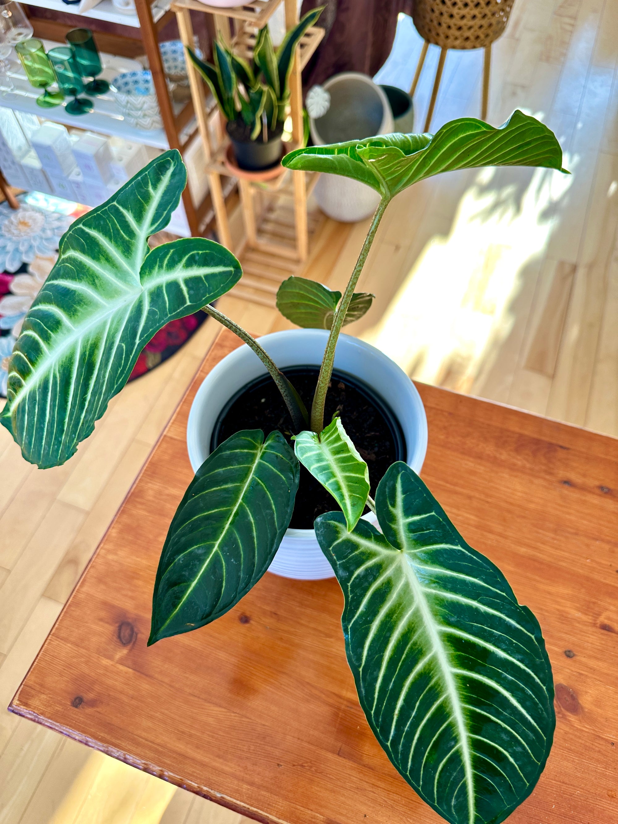 Xanthosoma lindenii Magnificum