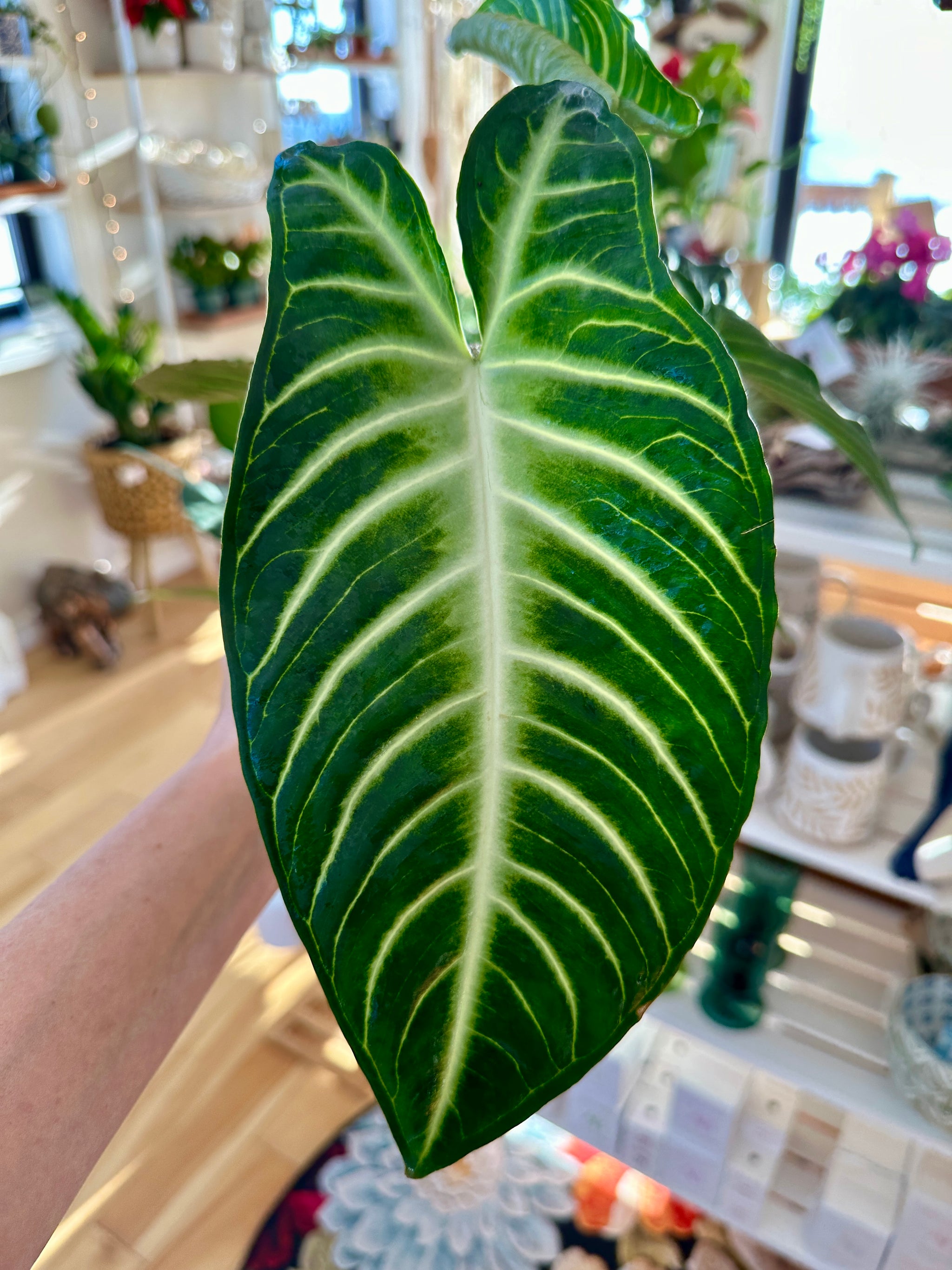 Xanthosoma lindenii Magnificum