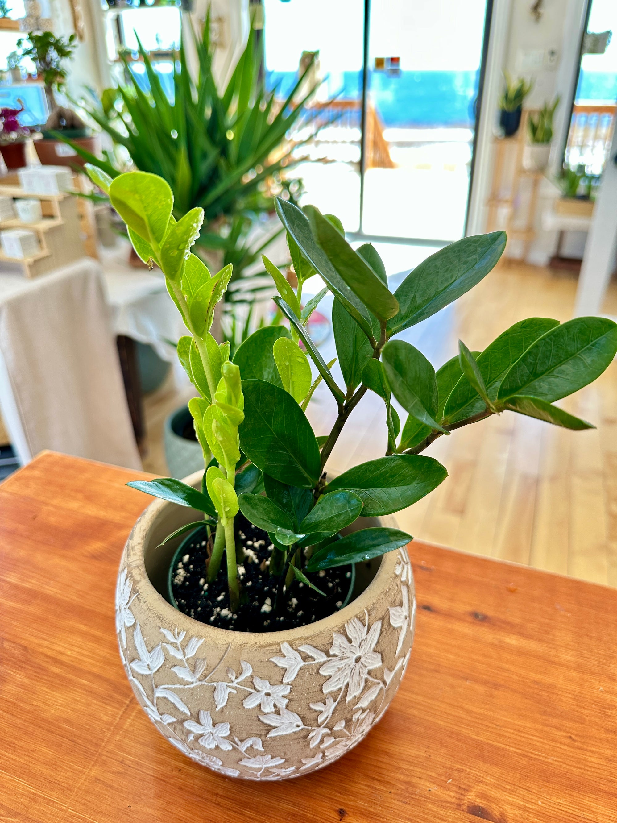 fleur plante zz Zamioculas Zamiifolia | ZZ