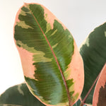 Ficus Elastica 'Ruby' 5”