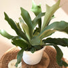 Platycerium Bifurcatum (Corne d'élan/Staghorn fern)  8" panier suspendu