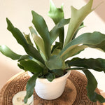 Platycerium Bifurcatum (Corne d'élan/Staghorn fern)  8" panier suspendu