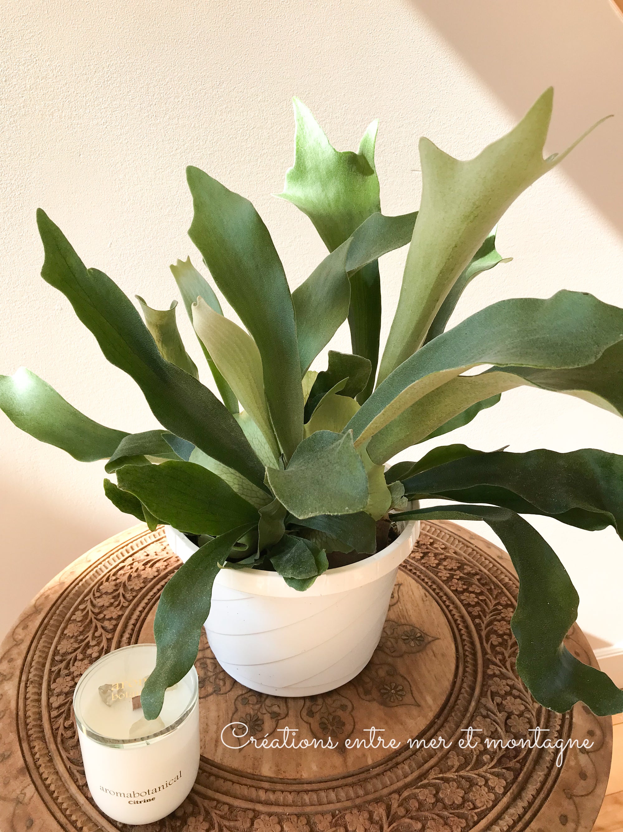 Platycerium Bifurcatum (Corne d'élan/Staghorn fern)  8" panier suspendu