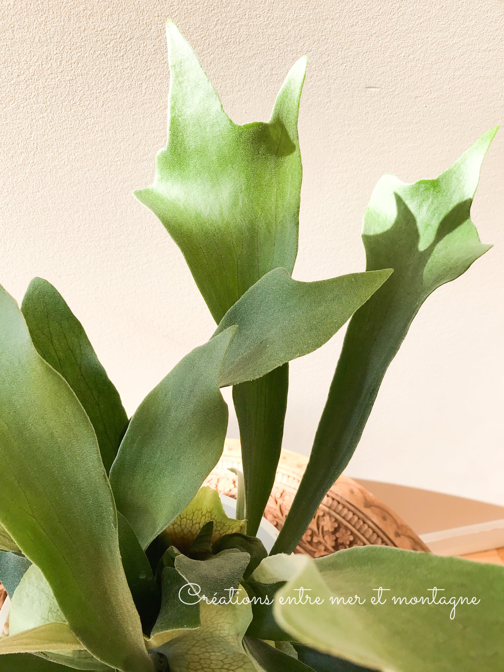 Platycerium Bifurcatum (Corne d'élan/Staghorn fern)  8" panier suspendu