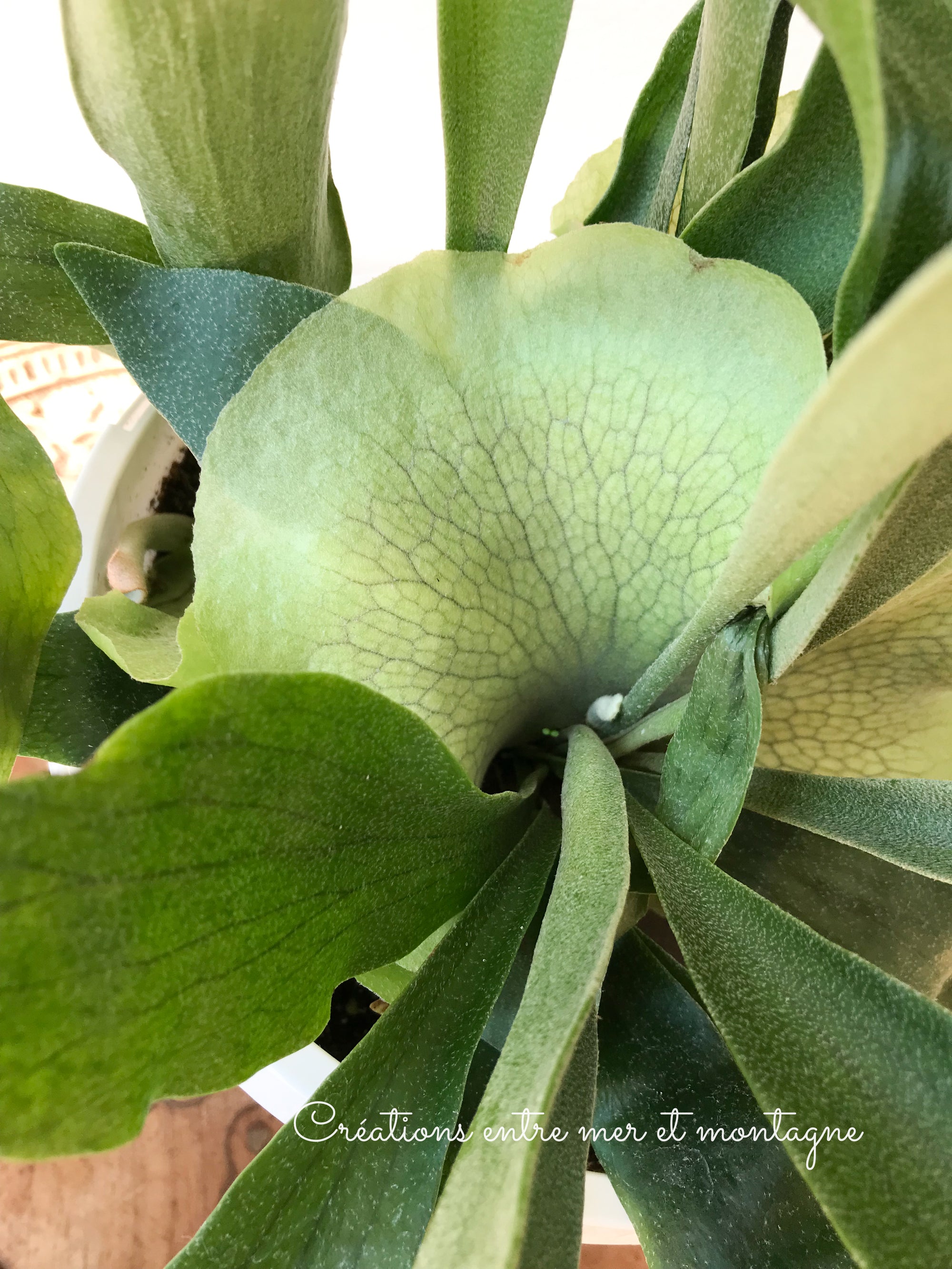 Platycerium Bifurcatum (Corne d'élan/Staghorn fern)  8" panier suspendu