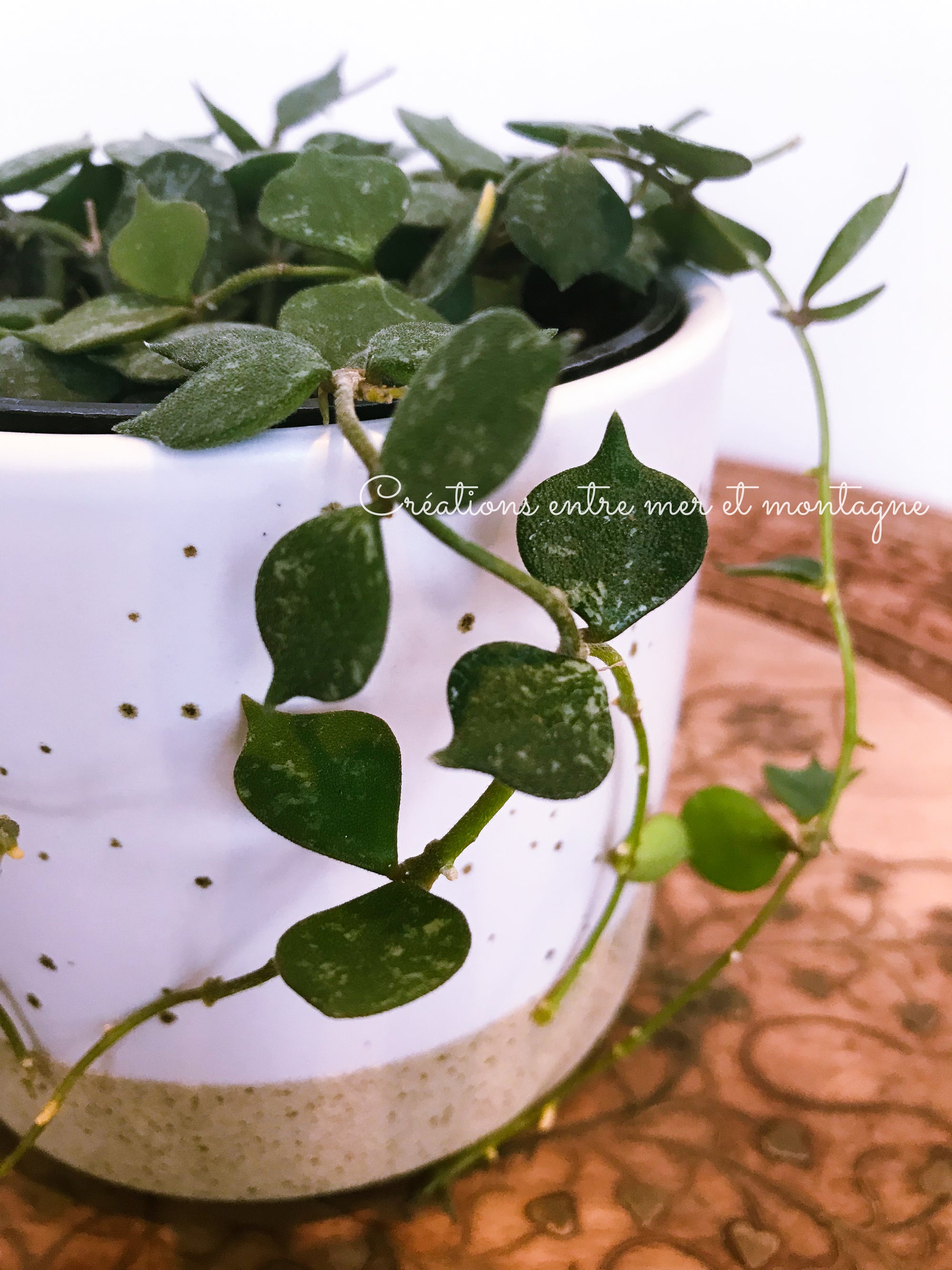 Hoya Curtisii