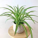Chlorophytum variegata ‘araignée’