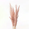 Pampas grass (710-877)