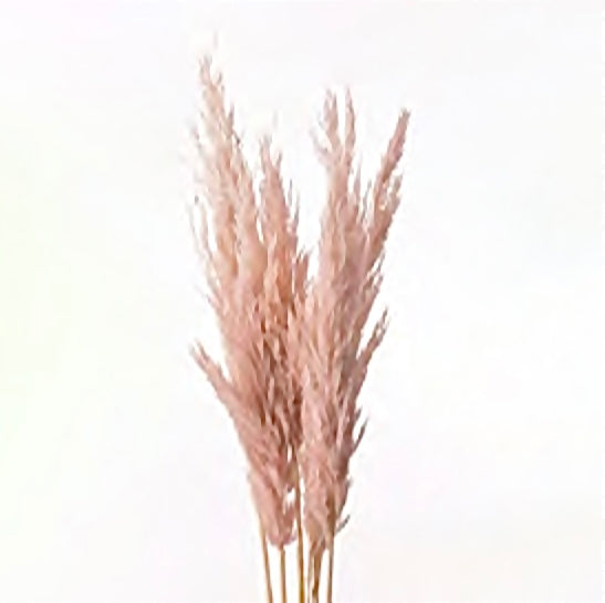 Herbe de la Pampa plume rose/beige