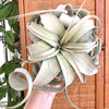 Tillandsia | Xerographica
