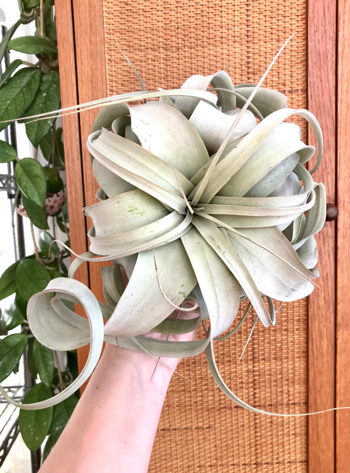 Tillandsia | Xerographica