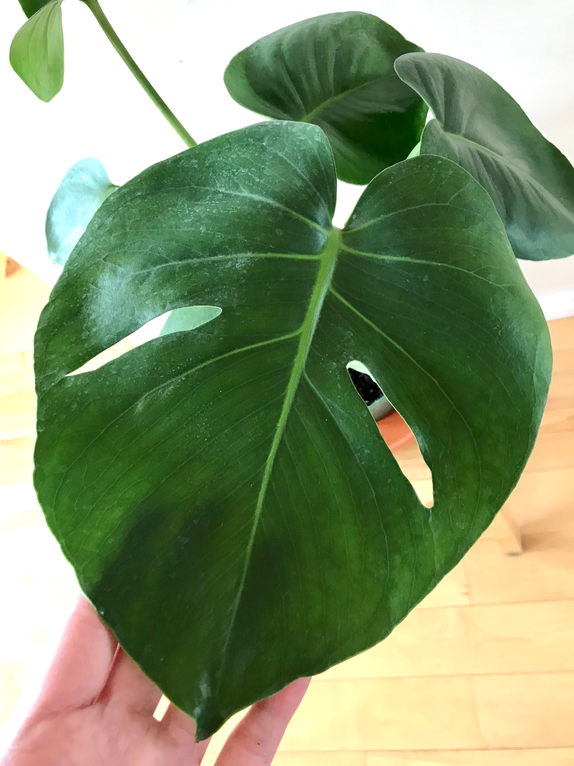 Monstera Deliciosa