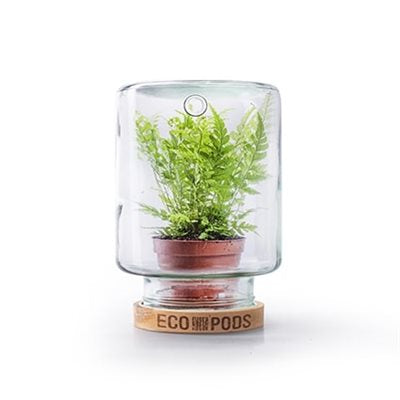 Eco Pods Terrarium