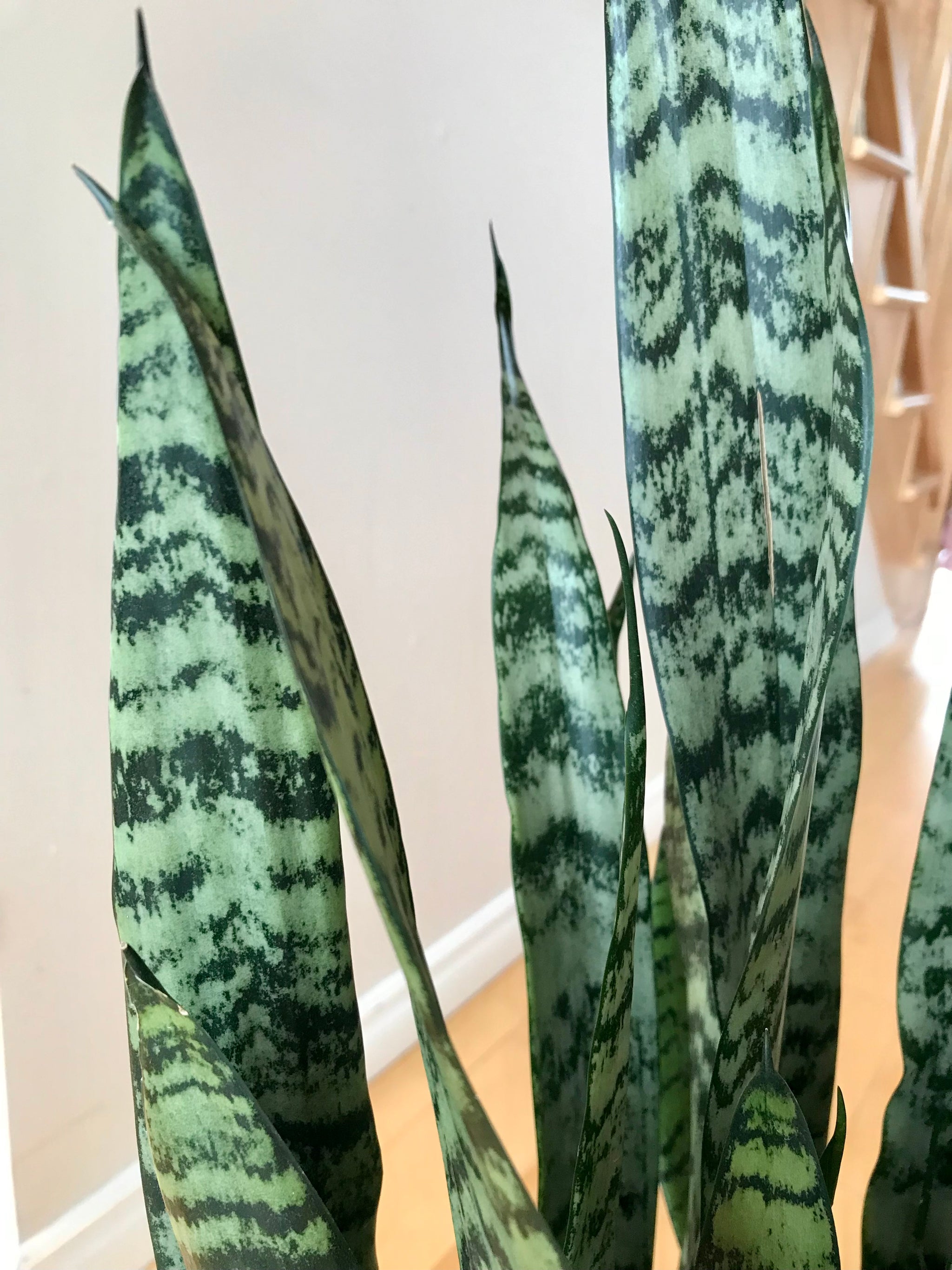 Dracaena Trifasciata 'Zeylanica'