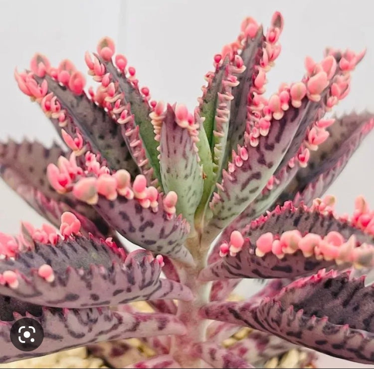 Kalanchoe daignemontiana “Pink Butterfly” variegata (Mother of Thousands)