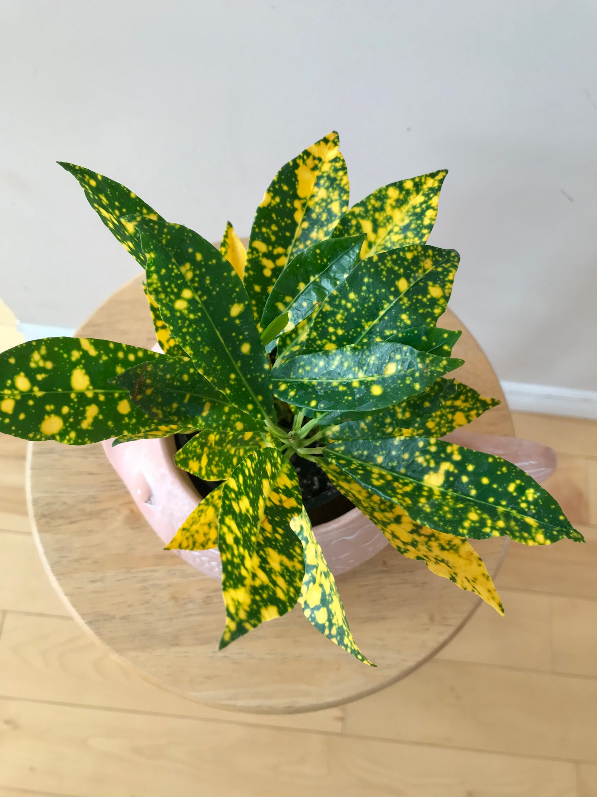 Codiaeum variegatum/Croton 'Gold Star' 4”