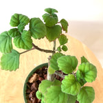 Plectranthus Ernstii "Bonsai mint"