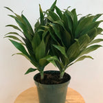 Dracaena Janet Craig