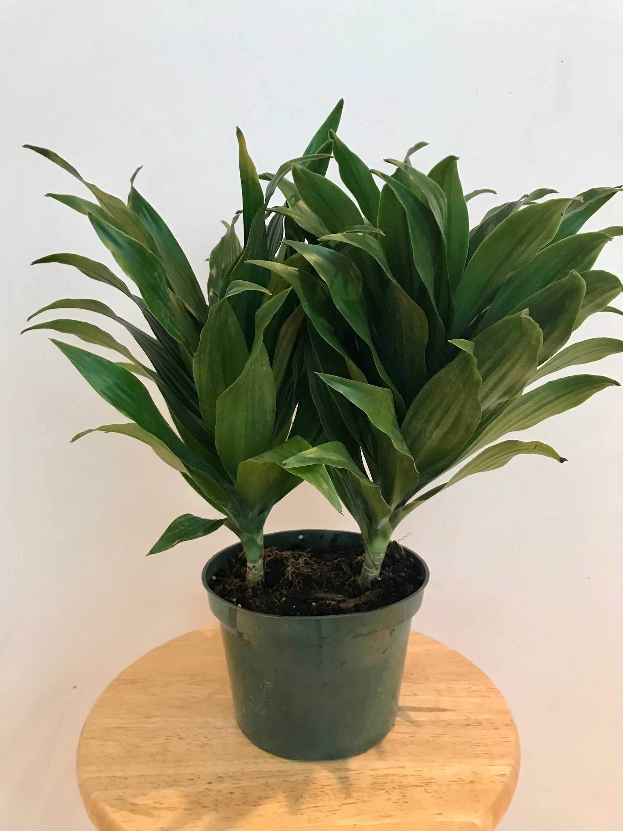 Dracaena Janet Craig