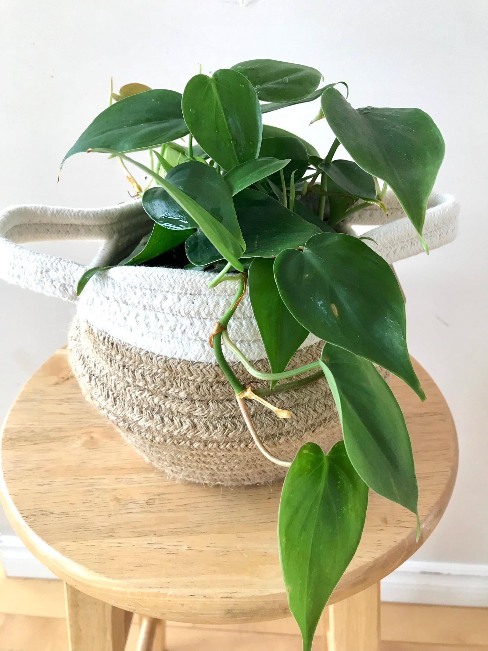 Philodendron Cordatum