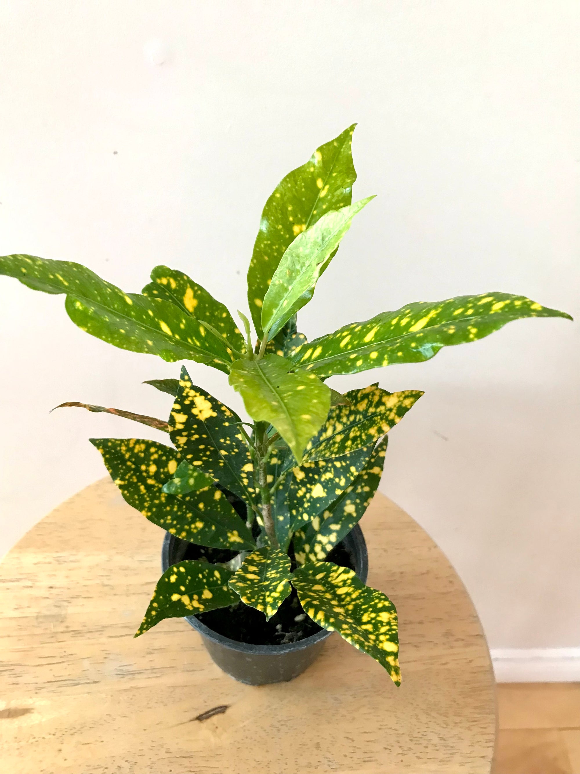 Codiaeum variegatum/Croton 'Gold Star' 4”