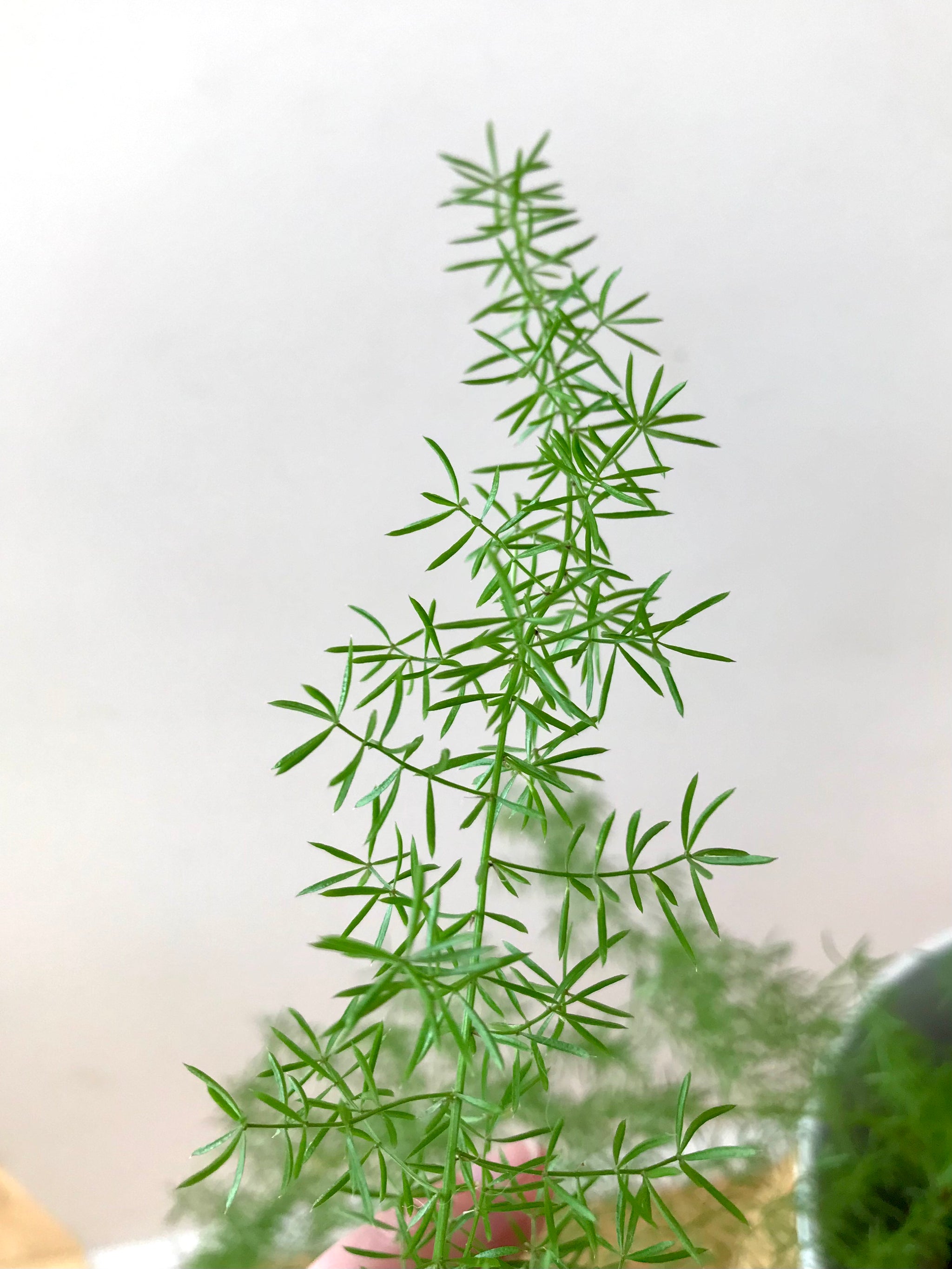 Asparagus Densiflorus 'Myersii'