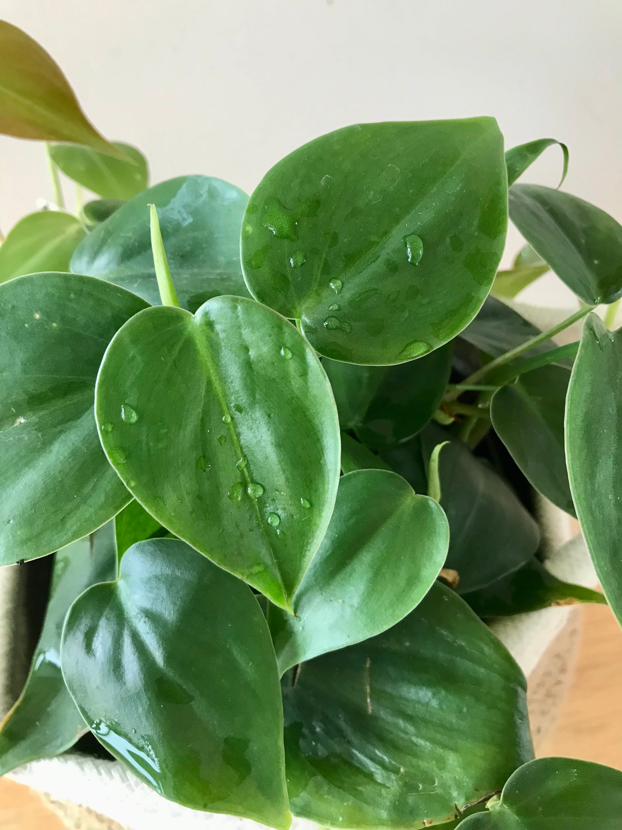 Philodendron Cordatum