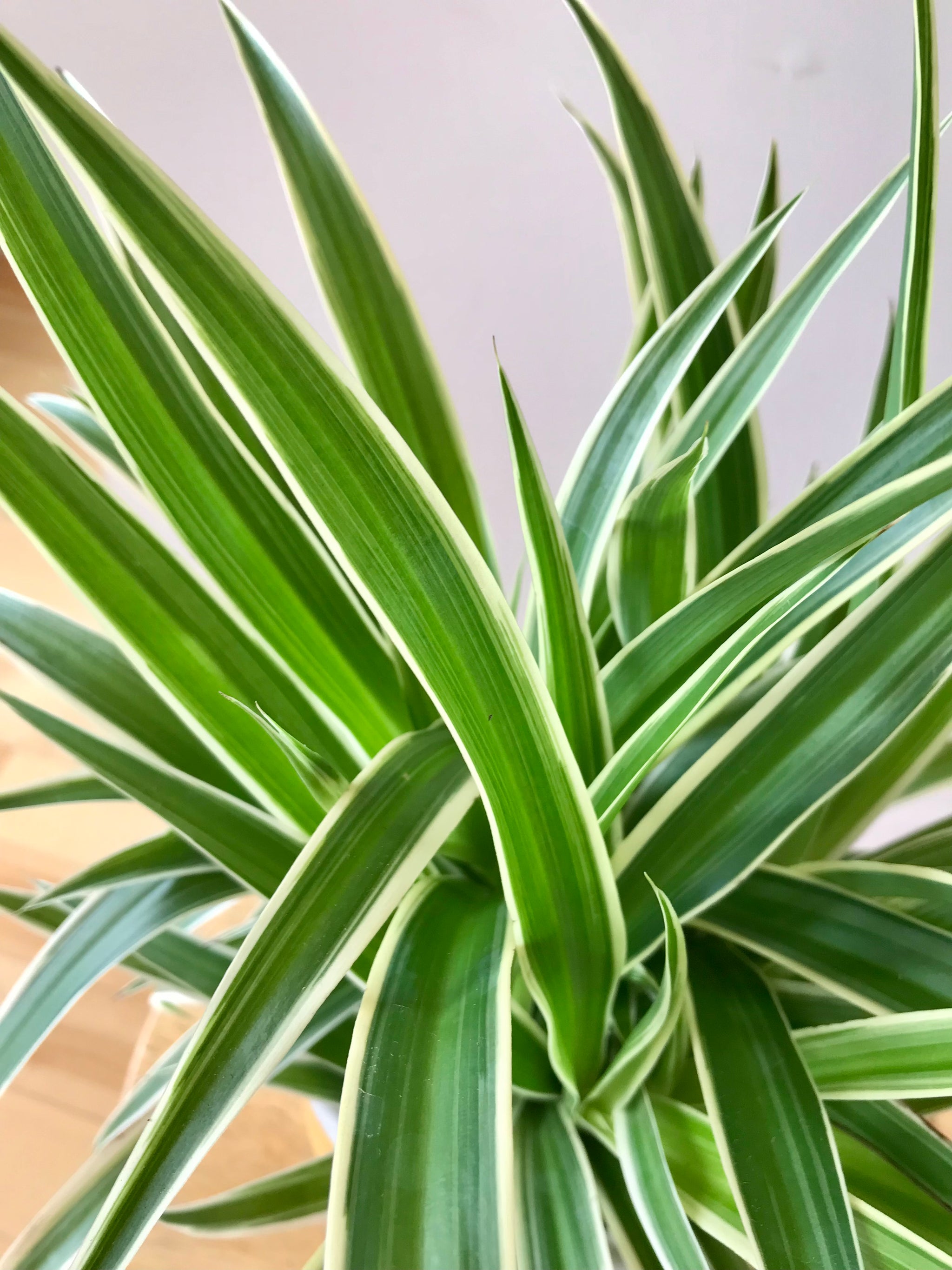 Chlorophytum variegata ‘araignée’