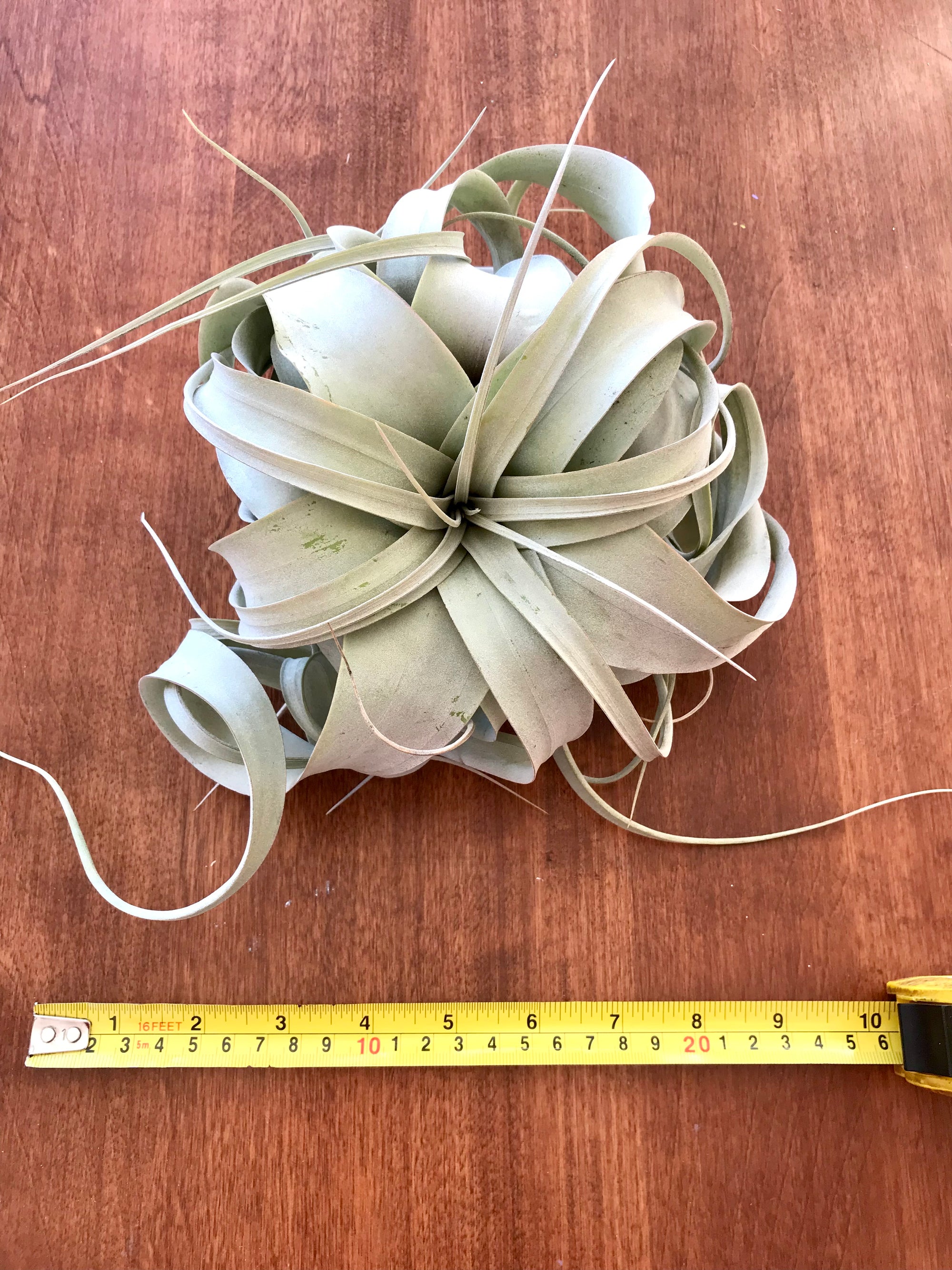 Tillandsia | Xerographica