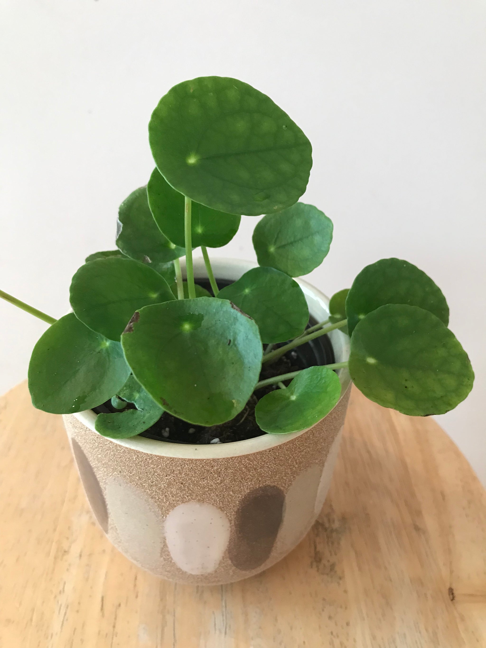 Pilea Peperomioides