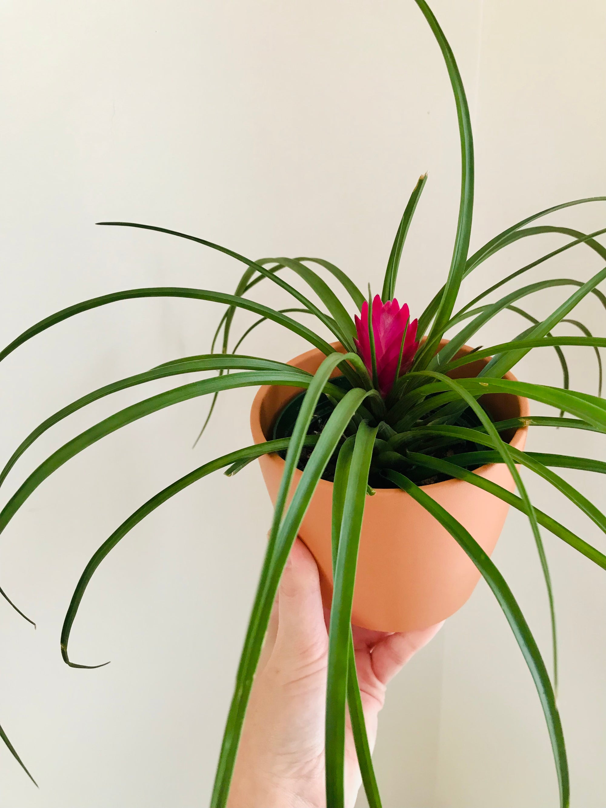 Tillandsia Cyanea 4"