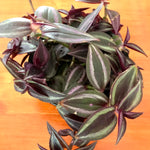 Tradescantia Zebrina 'Red Gem'