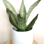 dracaena trifasciata moonshine