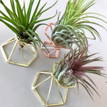 Tillandsia Holder
