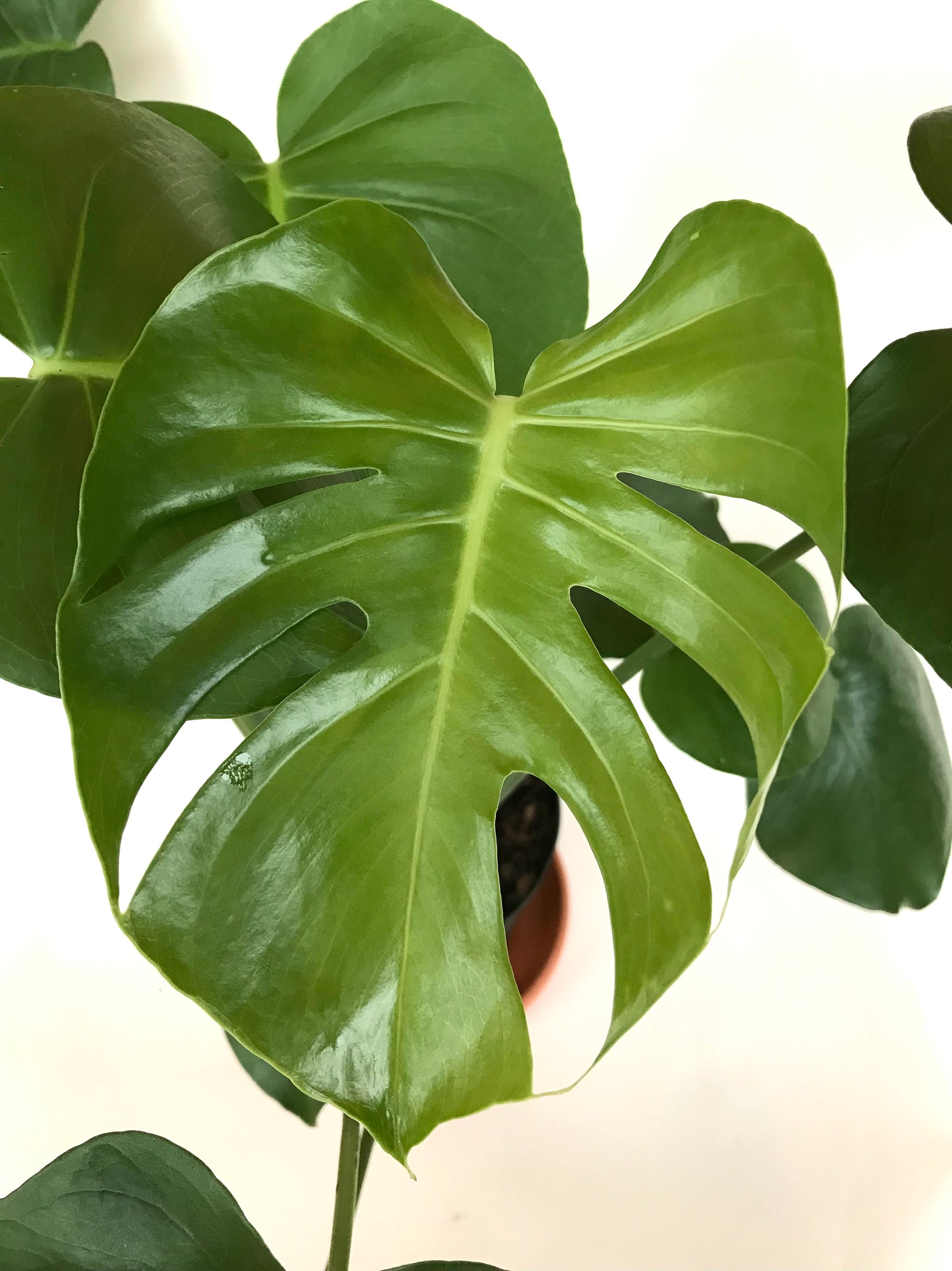 Monstera Deliciosa