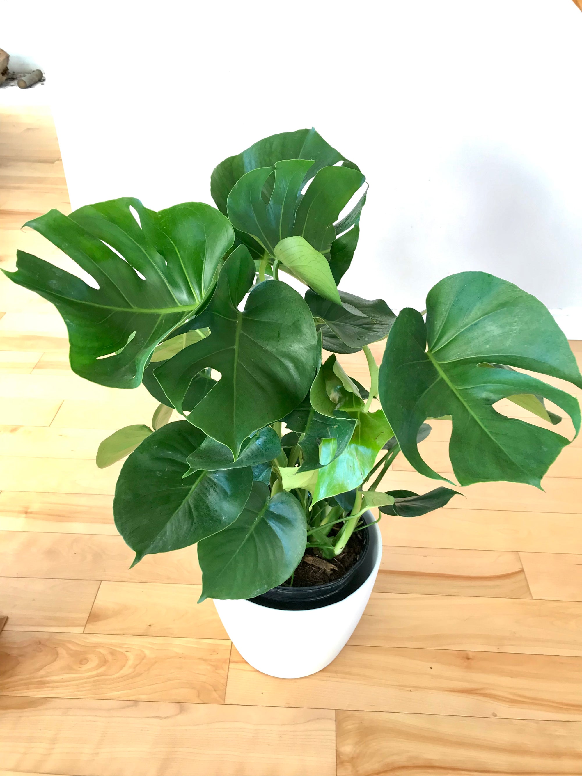 Monstera Deliciosa